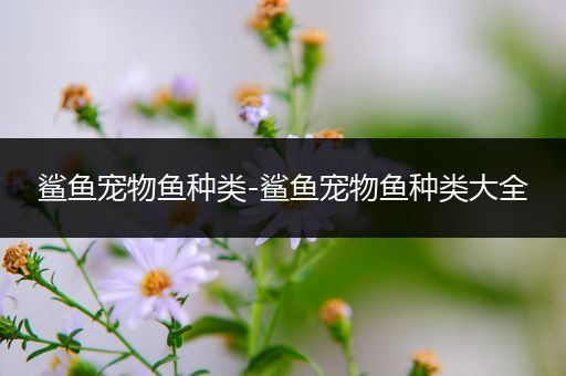 鲨鱼宠物鱼种类-鲨鱼宠物鱼种类大全