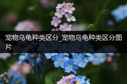 宠物乌龟种类区分_宠物乌龟种类区分图片