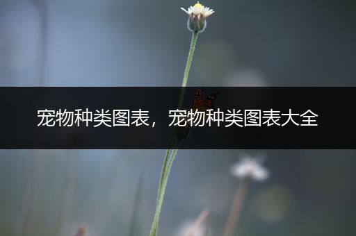 宠物种类图表，宠物种类图表大全